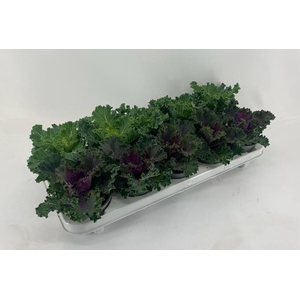 Brassica gekruld mix