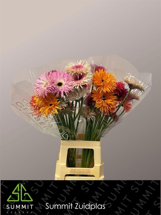 <h4>GE GR MIXED SPIDER</h4>