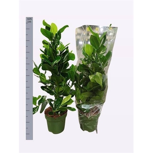 Clusia Rosea 24Ø 95cm 3pp