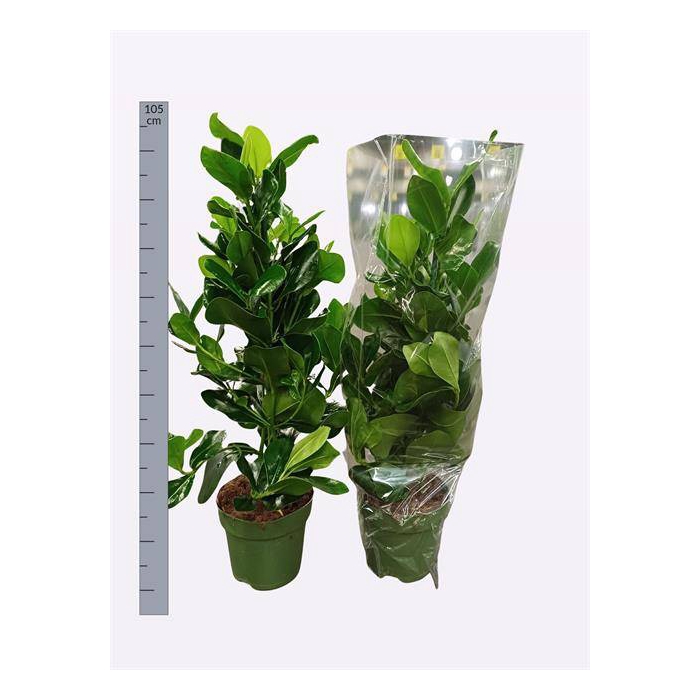 <h4>Clusia Rosea 24Ø 95cm 3pp</h4>