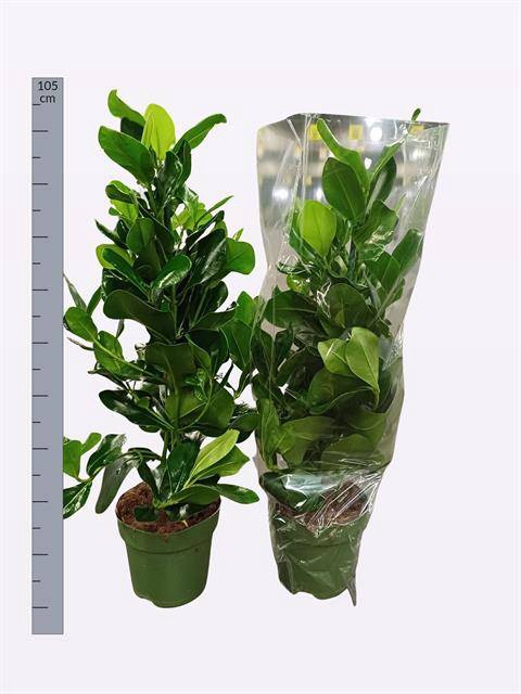Clusia Rosea 24Ø 95cm 3pp