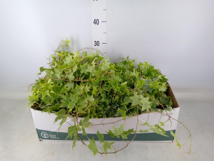 <h4>Hedera helix ...mix varie yello</h4>