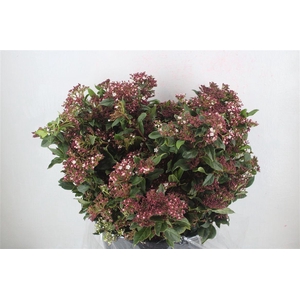 Viburnum Blooming Valery P Bunch