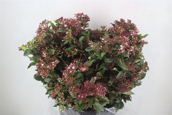 <h4>Viburnum Blooming Valery P Bunch</h4>