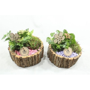 4748 SCHORS ROND ROZE/LILA