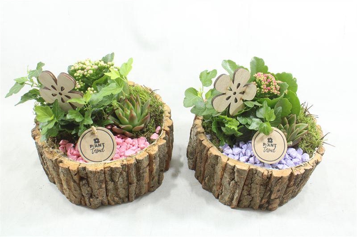 <h4>4748 SCHORS ROND ROZE/LILA</h4>