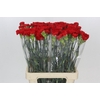 Dianthus St Gennaro