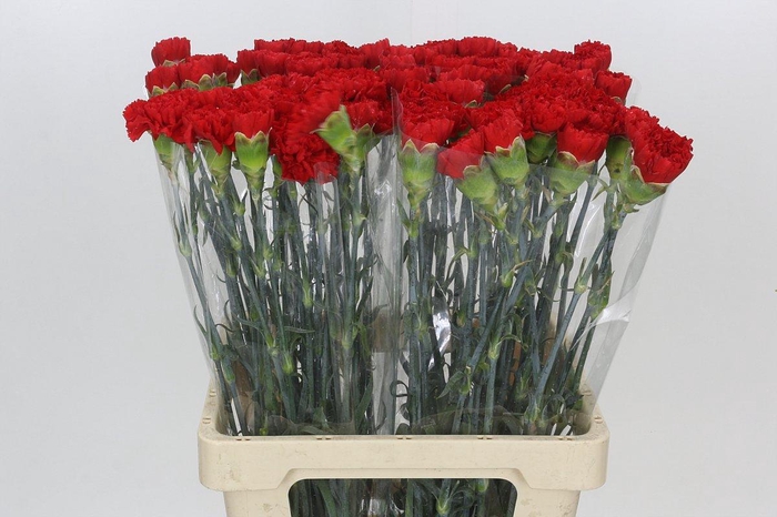 <h4>Dianthus St Gennaro</h4>