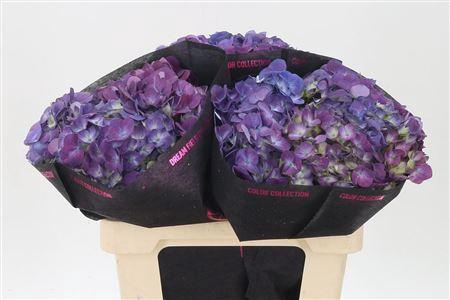 <h4>Hydr Purple</h4>