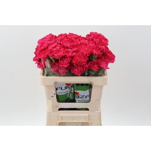 DI ST OVIEDO 50CM DI ST OVIEDO 50CM