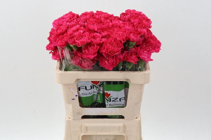 <h4>DI ST OVIEDO 50CM DI ST OVIEDO 50CM</h4>