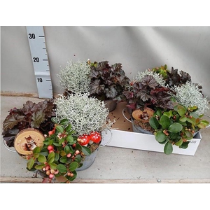 ARR TUINPLANTEN