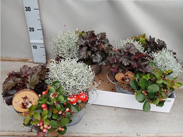 <h4>ARR TUINPLANTEN</h4>