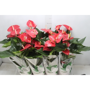 ANTHURIUM FELICITA P15 VERMELHO