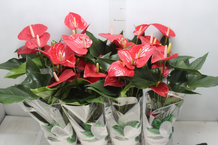 <h4>ANTHURIUM FELICITA P15 VERMELHO</h4>