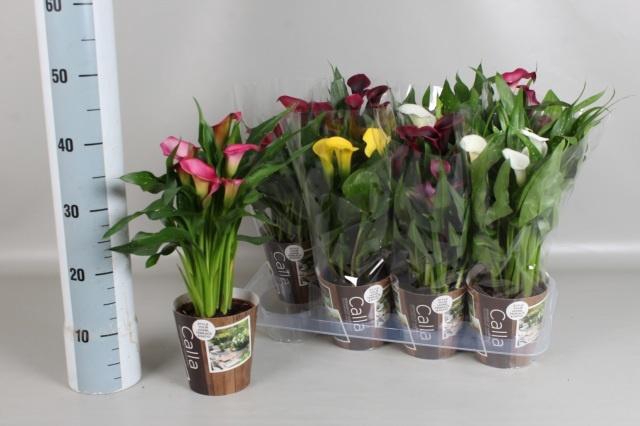 <h4>ZANT GEM 6 KL</h4>