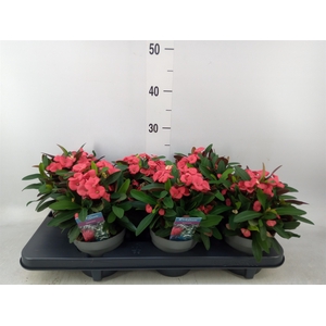Euphorbia milii 'Maxi Olympia'
