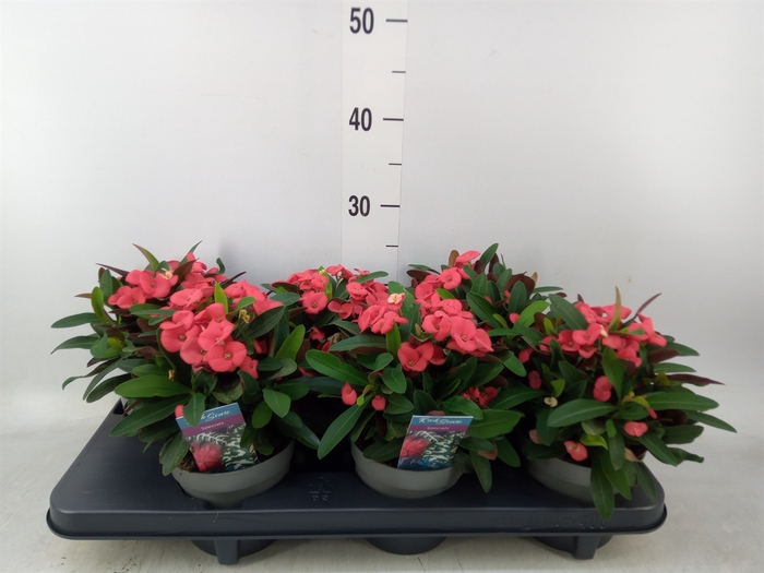 <h4>Euphorbia milii 'Maxi Olympia'</h4>