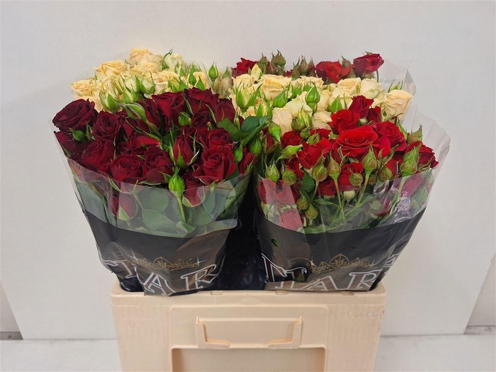 <h4>R TR GEM IN FUST</h4>