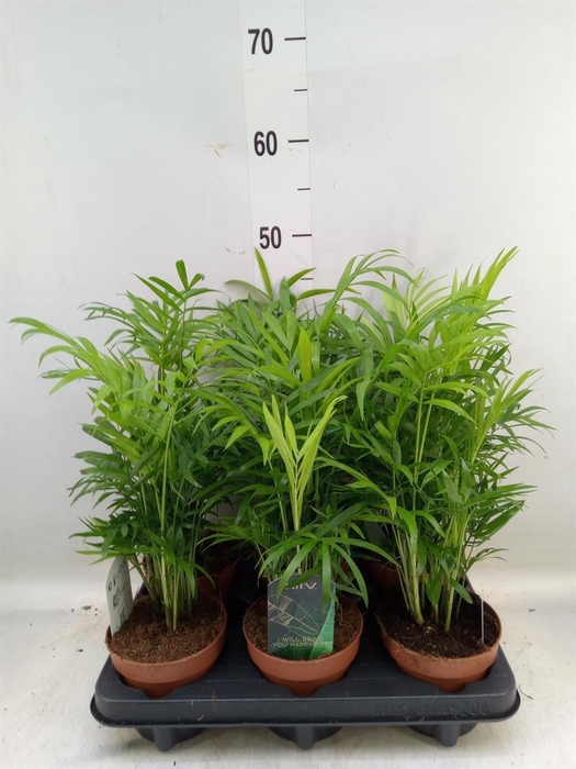 <h4>Chamaedorea elegans</h4>