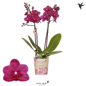 Kolibri Orchids Phalaenopsis Brasil 2 spike