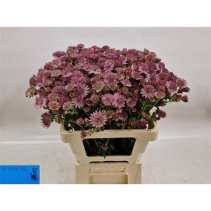 Astrantia Roma