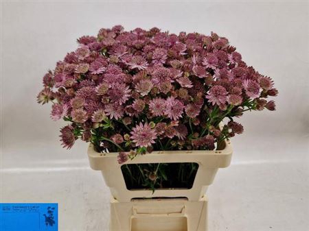 <h4>Astrantia Roma</h4>