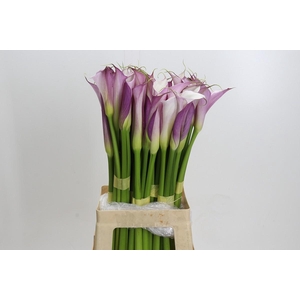 Zantedeschia Eydolls Purple White