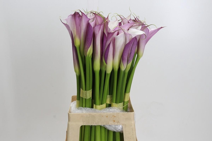 <h4>Zantedeschia Eydolls Purple White</h4>