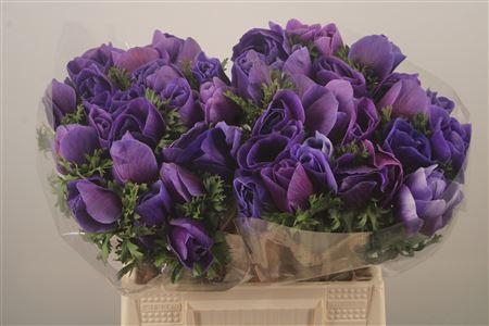 <h4>Anem Mistral Blue Super</h4>