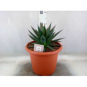 Agave  'Shaka Zulu'