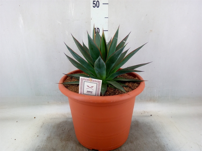 <h4>Agave  'Shaka Zulu'</h4>