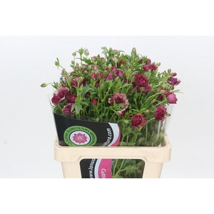 Ranunculus Magical Raspberry