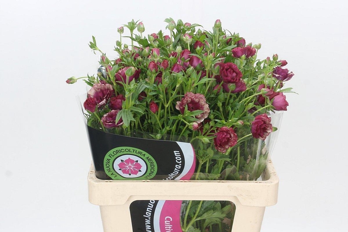<h4>Ranunculus Magical Raspberry</h4>