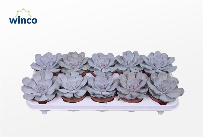 <h4>Echeveria Lilacina</h4>