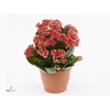 Kalanchoe blos. 'Serenity Coral'