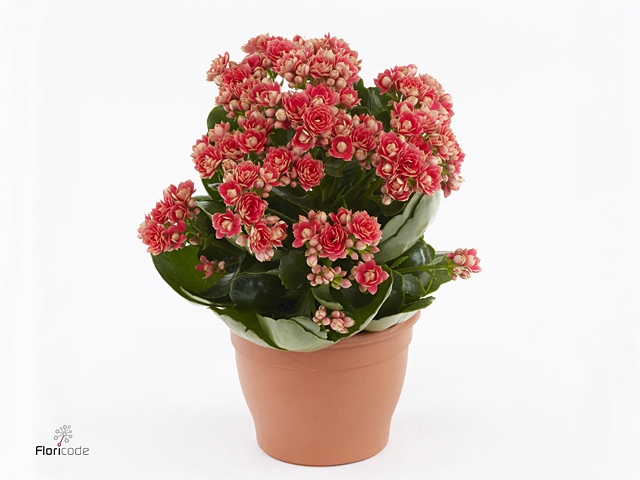 Kalanchoe blos. 'Serenity Coral'
