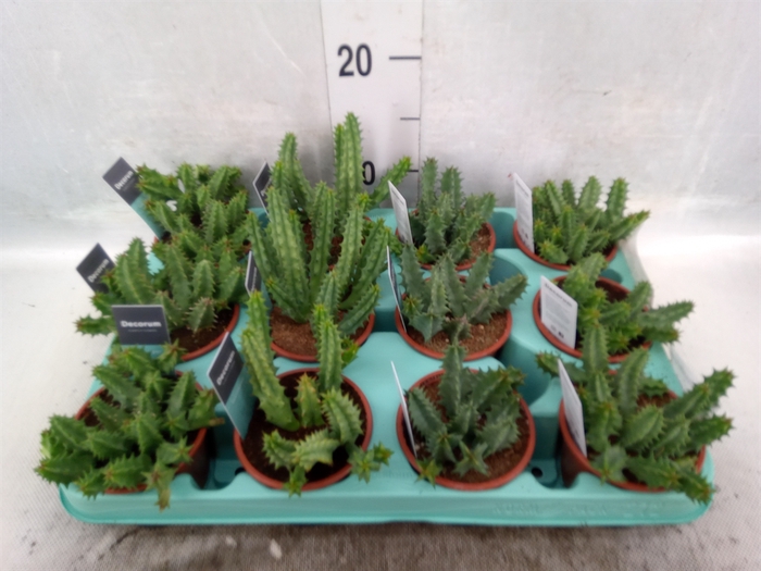 <h4>Stapelia leendertziae</h4>