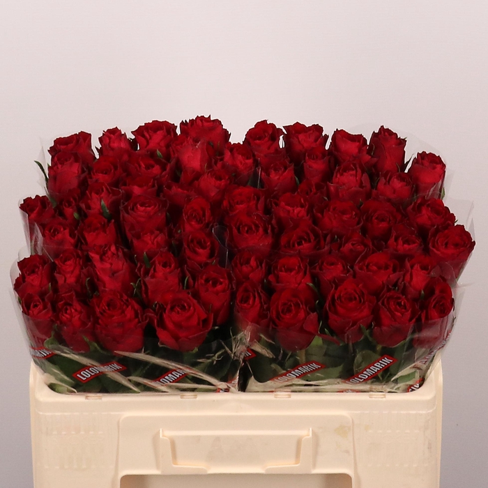 <h4>R Gr Madam Red</h4>