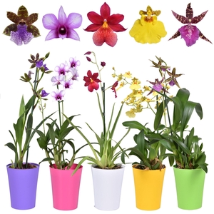 ORCHIDEEEN OVERIG
