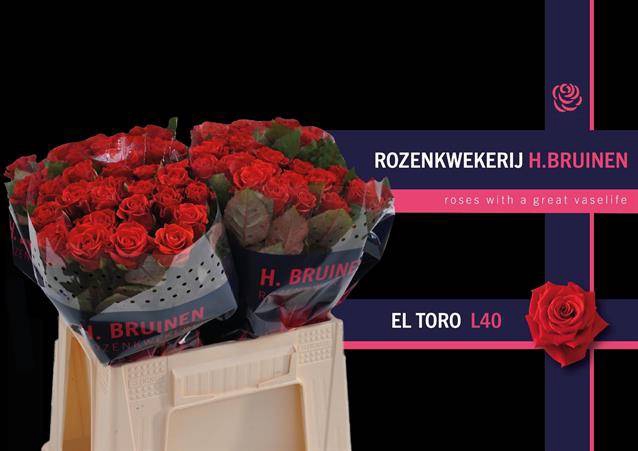 <h4>R GR EL TORO</h4>