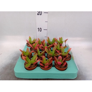 Crassula   ...