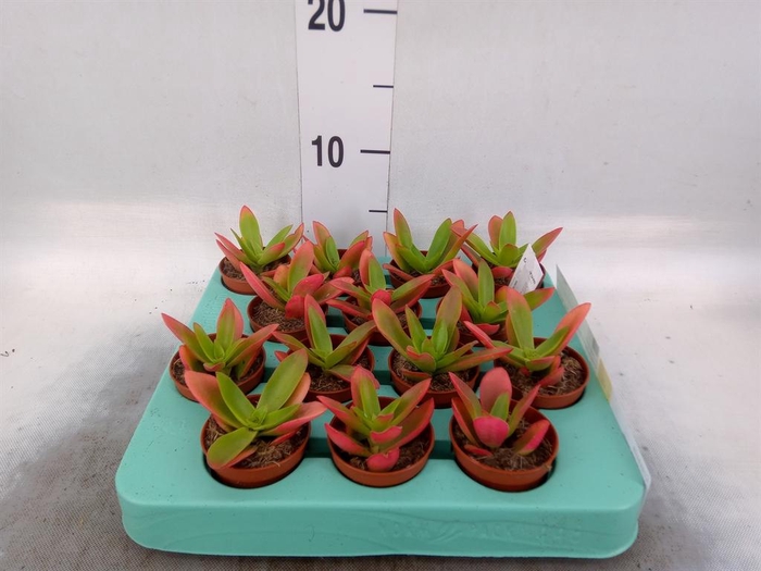 <h4>Crassula   ...</h4>