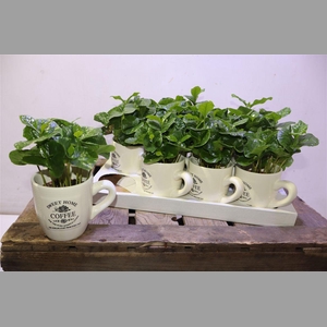 Coffea Arabica In Koffiebeker
