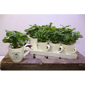 arr8 Coffea Arabica In Koffiebeker