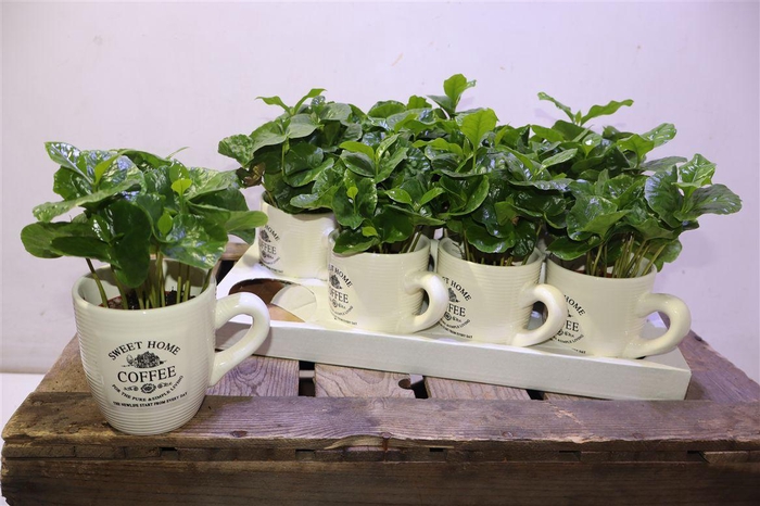 <h4>Coffea Arabica In Koffiebeker</h4>