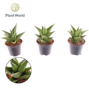 Sansevieria Samurai 7 cm