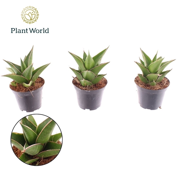 <h4>Sansevieria Samurai 7 cm</h4>