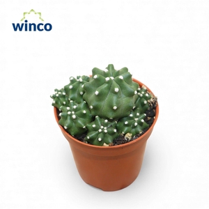 Echinocereus Triglochdiatus Var. Mojavensis