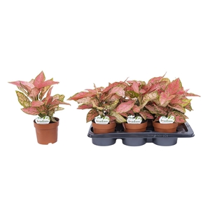 Aglaonema Pink